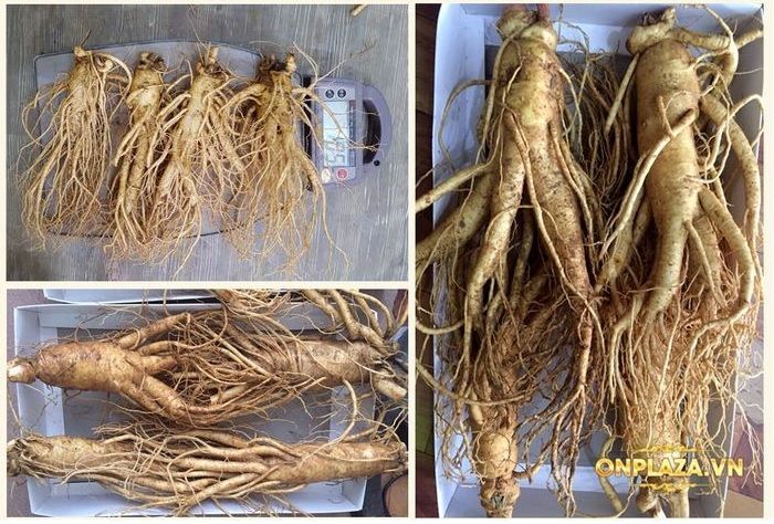 Sâm tươi Hàn Quốc cao cấp loại 4 củ/kg NS002 2