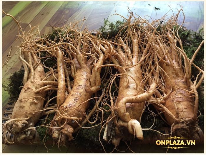 Sâm tươi Hàn Quốc cao cấp loại 4 củ/kg NS002 3