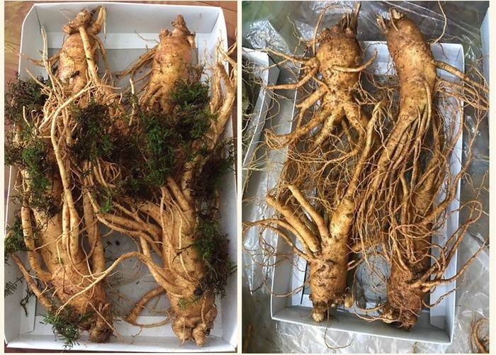 Sâm tươi Hàn Quốc cao cấp loại 4 củ/kg NS002 4