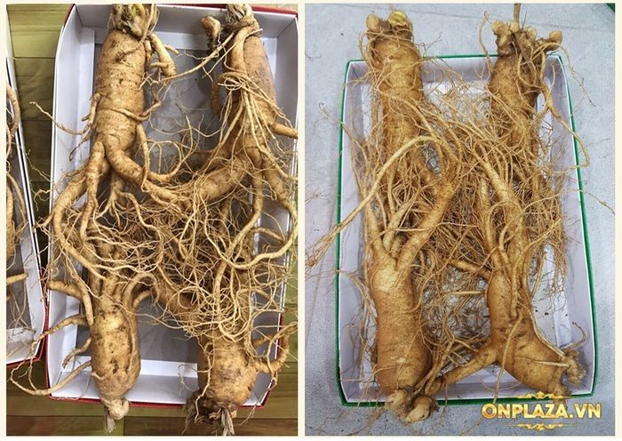 Sâm tươi Hàn Quốc cao cấp loại 4 củ/kg NS002 5