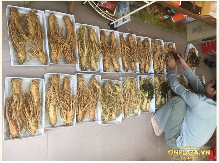 Sâm tươi Hàn Quốc cao cấp loại 4 củ/kg NS002 6