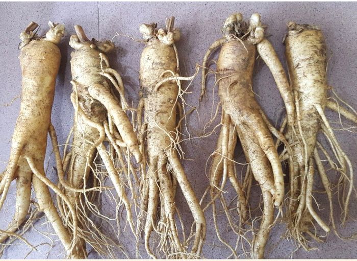 Sâm tươi Hàn Quốc 6 năm tuổi cao cấp loại 5củ/kg NS003 2