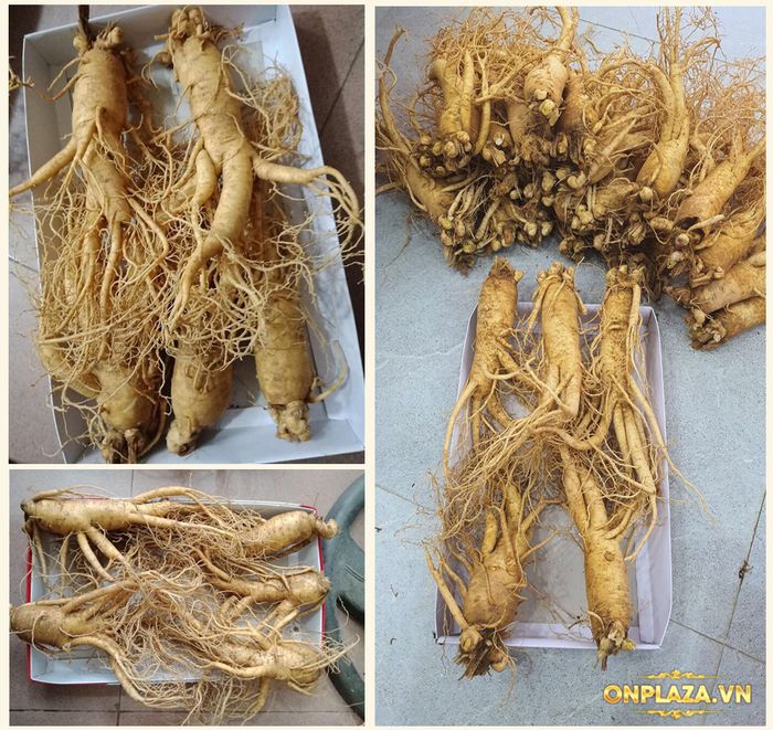 Sâm tươi Hàn Quốc 6 năm tuổi cao cấp loại 5củ/kg NS003 3
