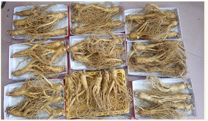 Sâm tươi Hàn Quốc 6 năm tuổi cao cấp loại 5củ/kg NS003 7
