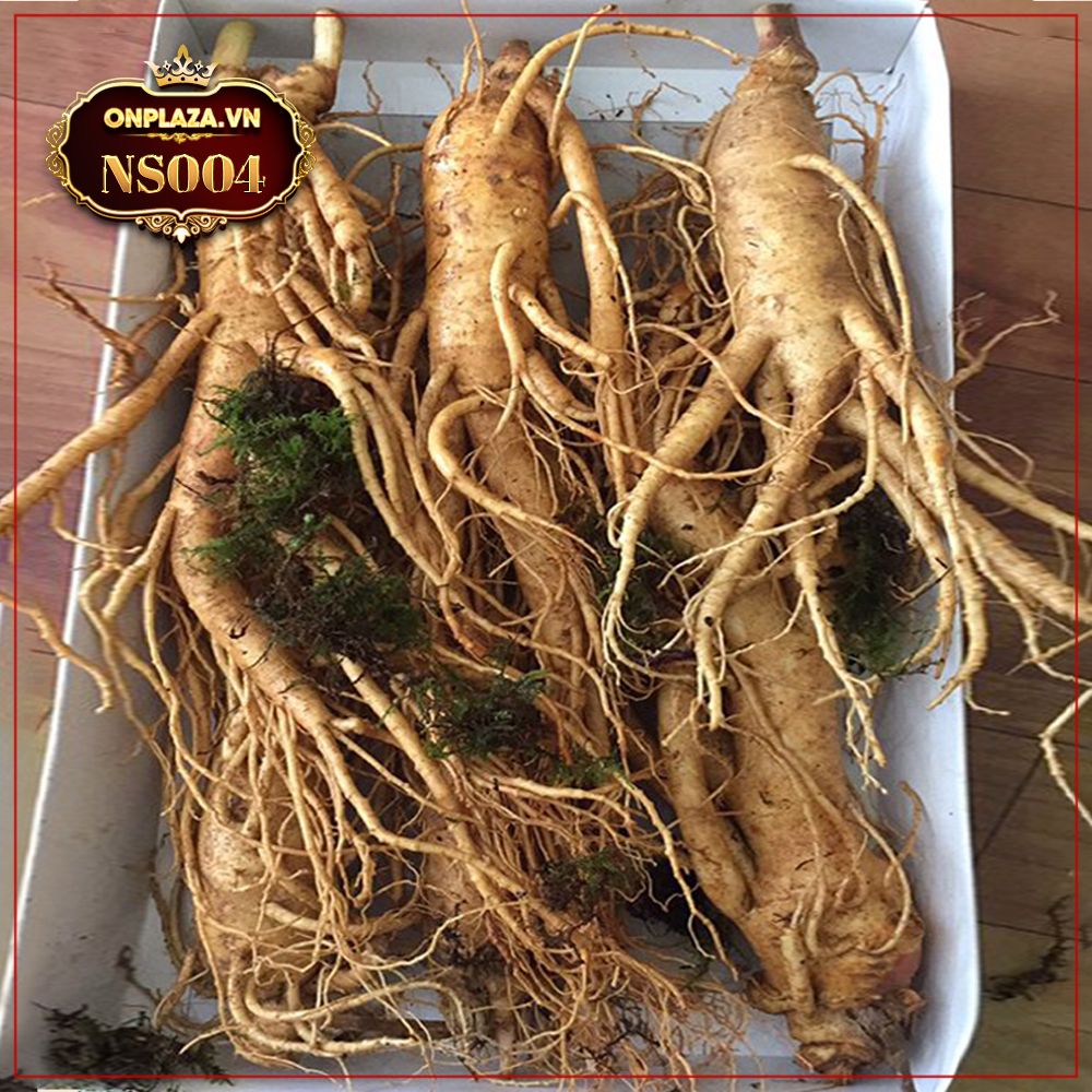 Sâm tươi Hàn Quốc cao cấp loại 6 củ/kg NS004