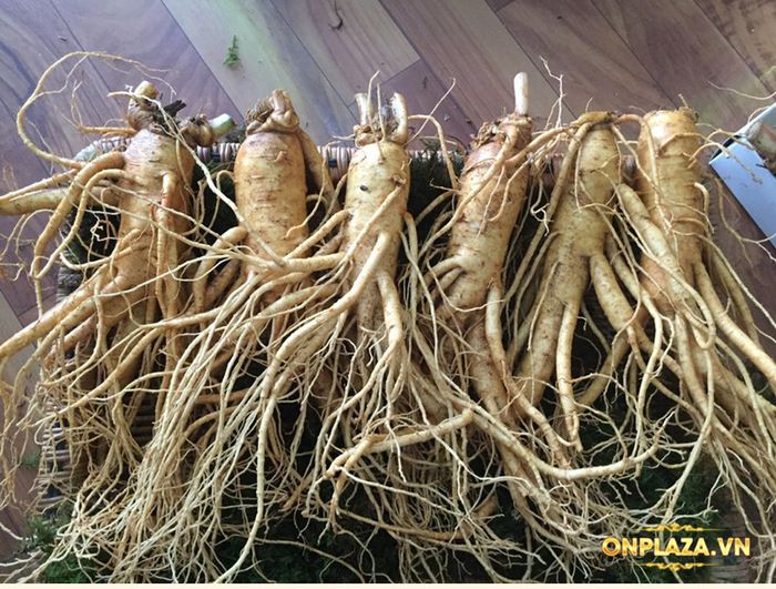 Sâm tươi Hàn Quốc cao cấp loại 6 củ/kg NS004 1