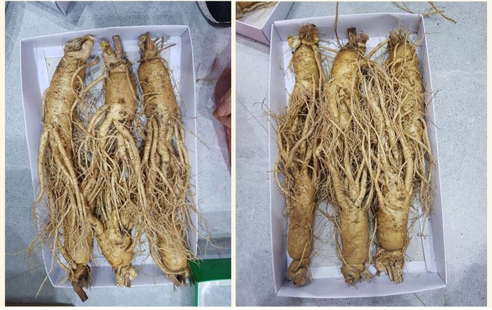 Sâm tươi Hàn Quốc cao cấp loại 6 củ/kg NS004 2