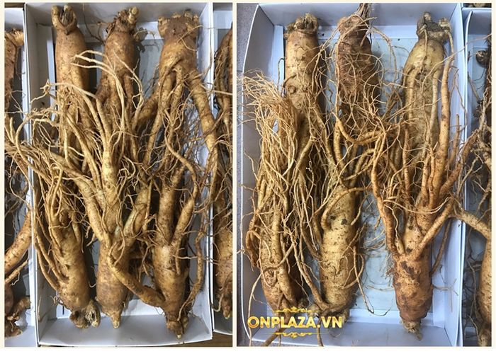 Sâm tươi Hàn Quốc cao cấp loại 6 củ/kg NS004 3