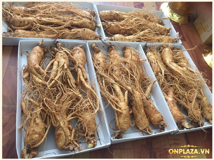 Sâm tươi Hàn Quốc cao cấp loại 6 củ/kg NS004 4