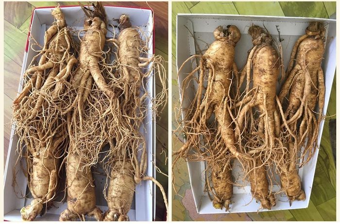 Sâm tươi Hàn Quốc cao cấp loại 6 củ/kg NS004 5