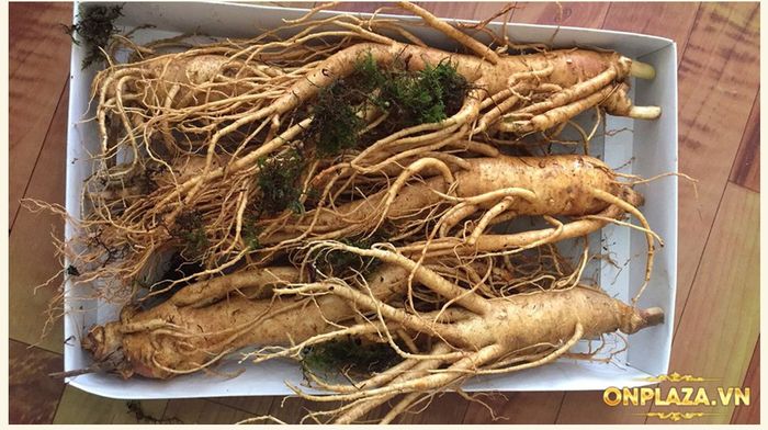 Sâm tươi Hàn Quốc cao cấp loại 6 củ/kg NS004 6