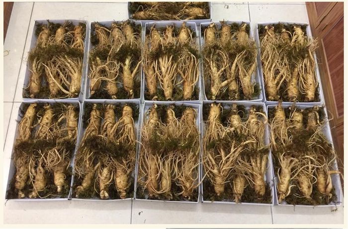 Sâm tươi Hàn Quốc cao cấp loại 6 củ/kg NS004 7
