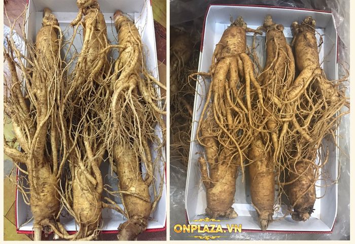 Sâm tươi Hàn Quốc cao cấp loại 6 củ/kg NS004 8