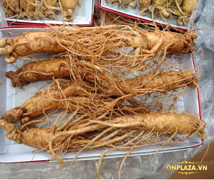 Nhân Sâm Tươi Hàn Quốc Cao Cấp Loại 8 Củ/Kg NS006 1