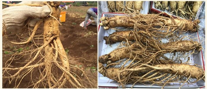 Nhân Sâm Tươi Hàn Quốc Cao Cấp Loại 8 Củ/Kg NS006 2