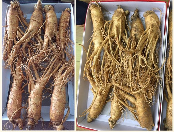 Nhân Sâm Tươi Hàn Quốc Cao Cấp Loại 8 Củ/Kg NS006 4