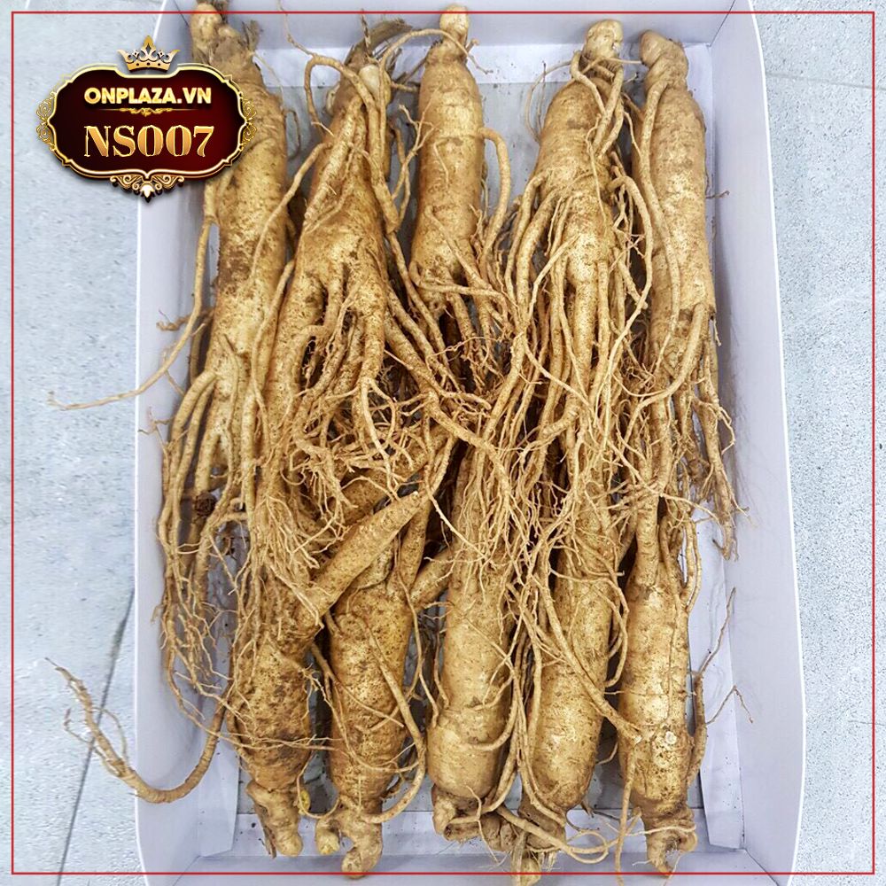 Nhân Sâm Tươi Hàn Quốc Loại 10 Củ/Kg NS007