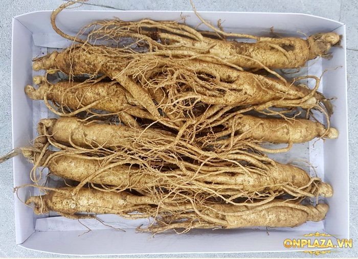 Nhân Sâm Tươi Hàn Quốc Loại 10 Củ/Kg NS007 1