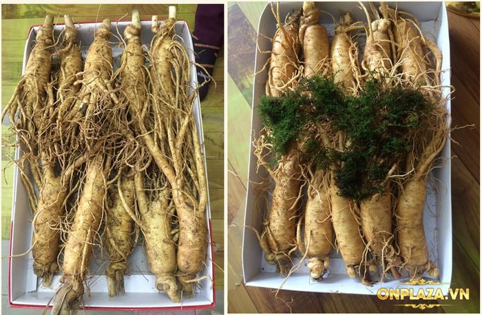 Nhân Sâm Tươi Hàn Quốc Loại 10 Củ/Kg NS007 5