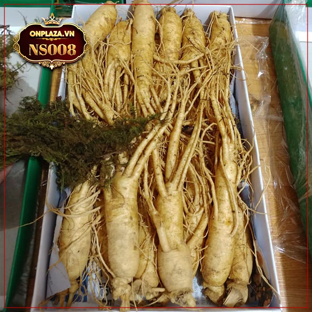 Nhân sâm tươi Hàn Quốc6 năm tuổi loại 12 củ/kg NS008