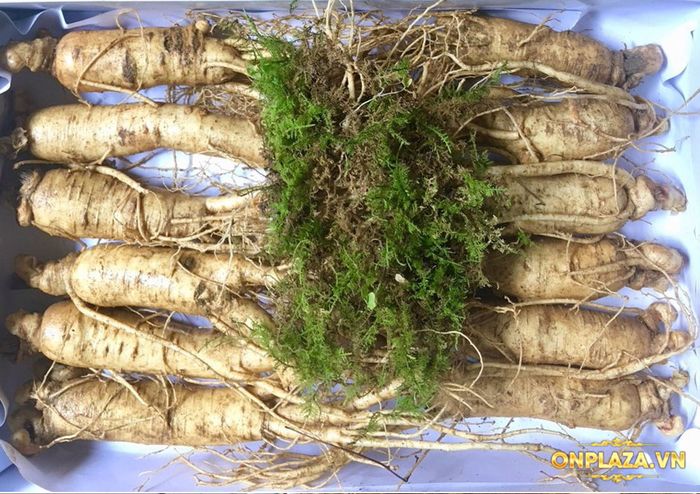 Nhân sâm tươi Hàn Quốc6 năm tuổi loại 12 củ/kg NS008 1