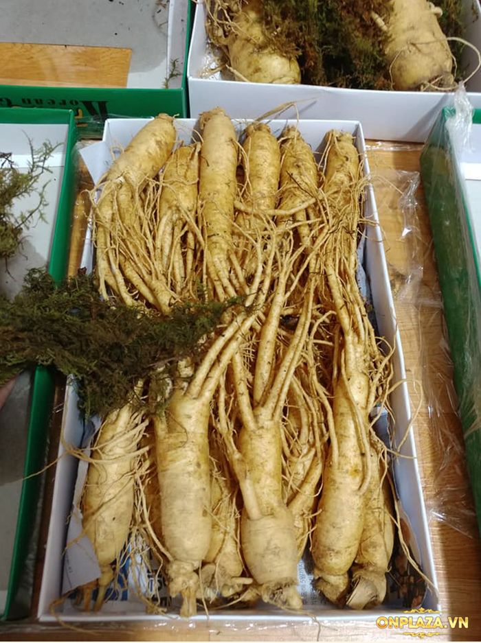 Nhân sâm tươi Hàn Quốc6 năm tuổi loại 12 củ/kg NS008 2