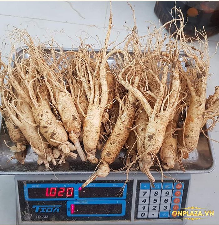 Nhân sâm tươi Hàn Quốc6 năm tuổi loại 12 củ/kg NS008 3
