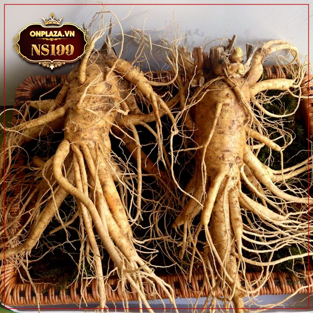 Nhân sâm tươi Hàn Quốc 6 năm tuổi loại 2 củ 1kg NS199