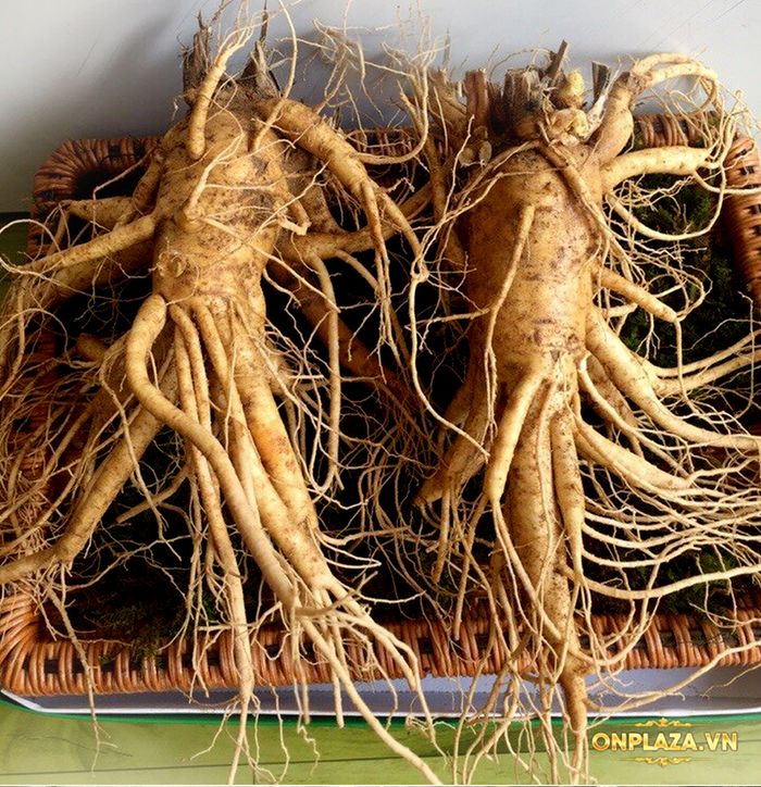 Nhân sâm tươi Hàn Quốc 6 năm tuổi loại 2 củ 1kg NS199 1