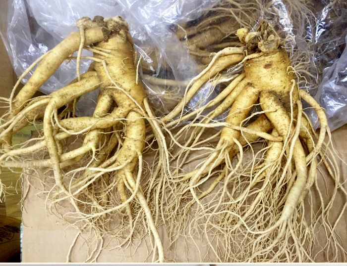 Nhân sâm tươi Hàn Quốc 6 năm tuổi loại 2 củ 1kg NS199 2