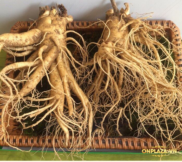Nhân sâm tươi Hàn Quốc 6 năm tuổi loại 2 củ 1kg NS199 3