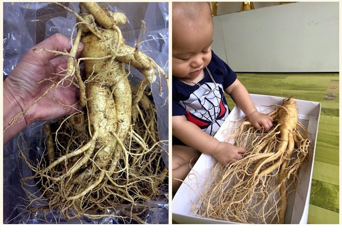 Nhân sâm tươi Hàn Quốc 6 năm tuổi loại 2 củ 1kg NS199 4