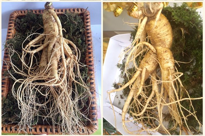 Nhân sâm tươi Hàn Quốc 6 năm tuổi loại 2 củ 1kg NS199 6