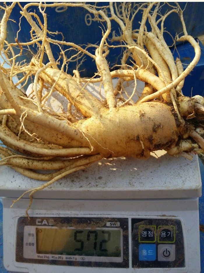 Nhân sâm tươi Hàn Quốc 6 năm tuổi loại 2 củ 1kg NS199 7