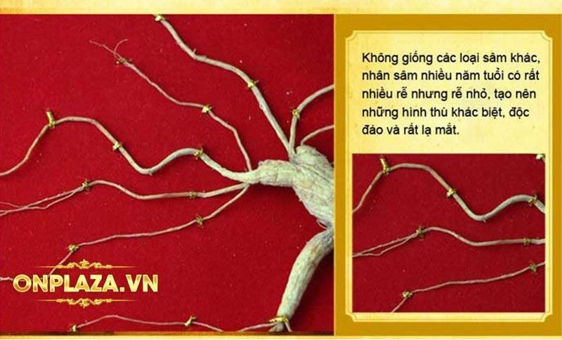 Hộp quà tặng sâm núi ngàn năm tuổi thượng hạng NS216 8