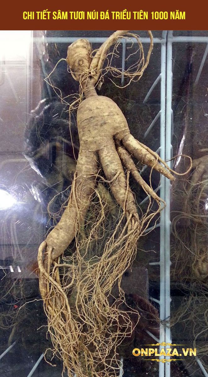Sâm tươi núi đá Triều Tiên thượng hạng 1000 năm củ to NS218 1