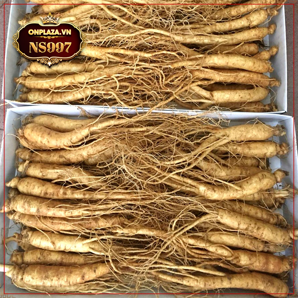 Sâm tươi Hàn Quốc 6 năm tuổi hầm gà 25 - 30 củ NS997