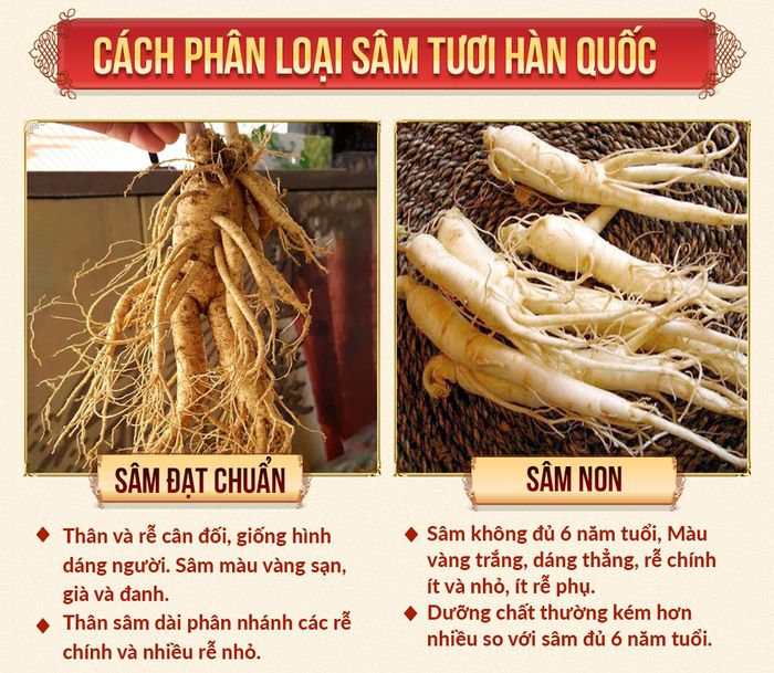 Đặc điểm nhận biết nhân sâm tươi Hàn Quốc chất lượng tốt 1