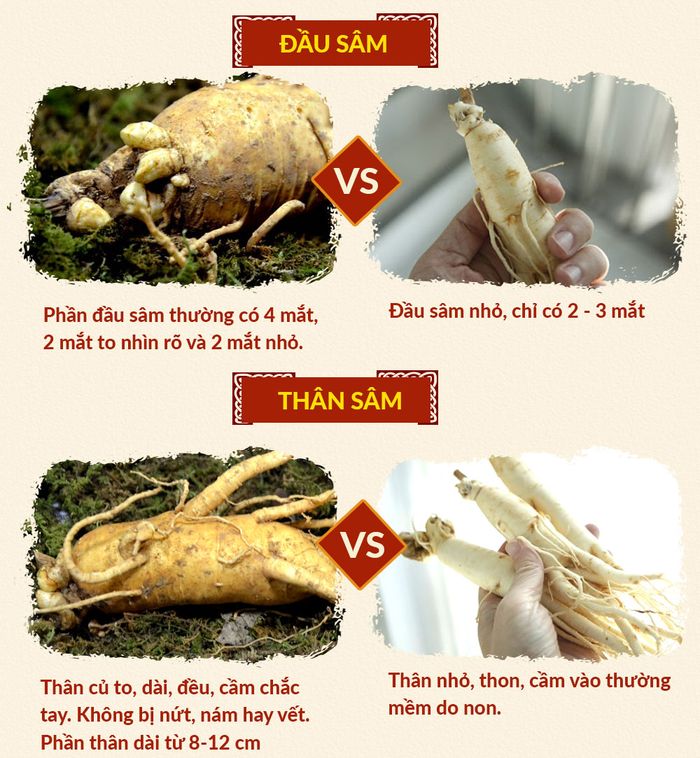 Đặc điểm nhận biết nhân sâm tươi Hàn Quốc chất lượng tốt 2