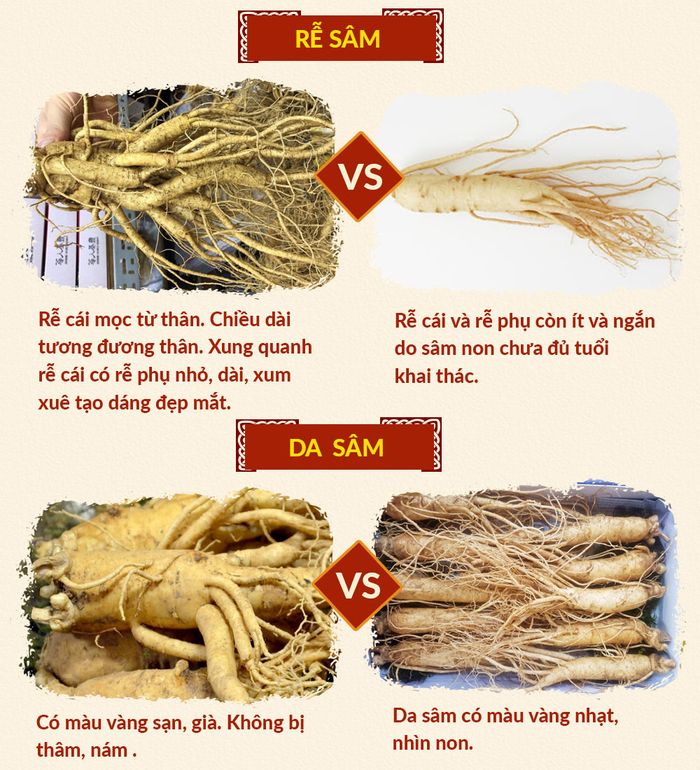 Đặc điểm nhận biết nhân sâm tươi Hàn Quốc chất lượng tốt 3