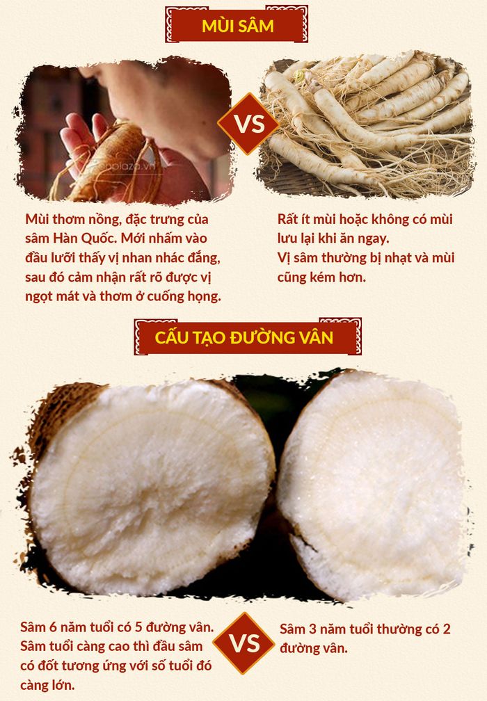 Đặc điểm nhận biết nhân sâm tươi Hàn Quốc chất lượng tốt 4