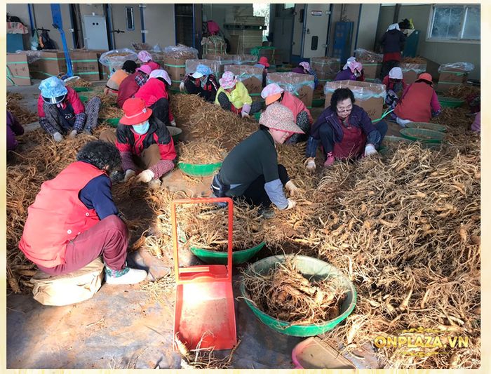 Cận cảnh quy trình khai thác sâm tươi Hàn Quốc 1