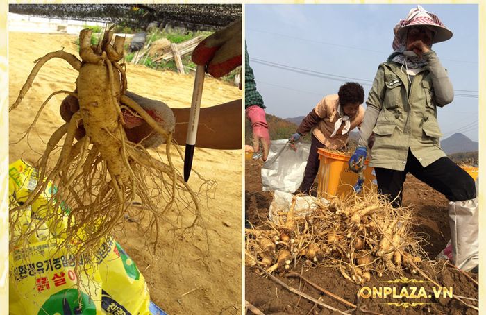Cận cảnh quy trình khai thác sâm tươi Hàn Quốc 3