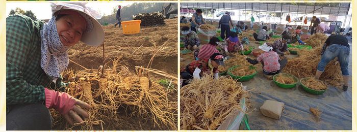 Cận cảnh quy trình khai thác sâm tươi Hàn Quốc 4