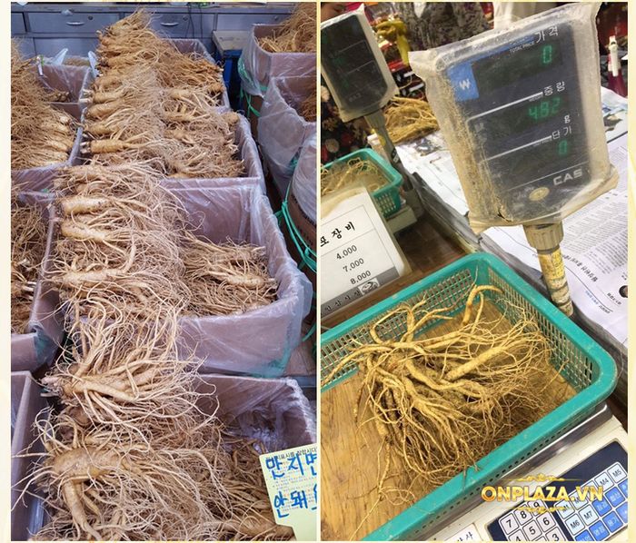 Cận cảnh quy trình khai thác sâm tươi Hàn Quốc 5