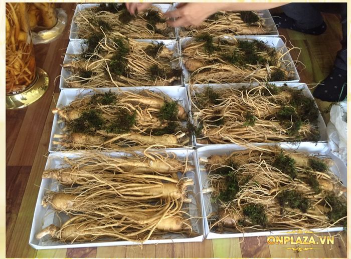 Cận cảnh quy trình khai thác sâm tươi Hàn Quốc 6