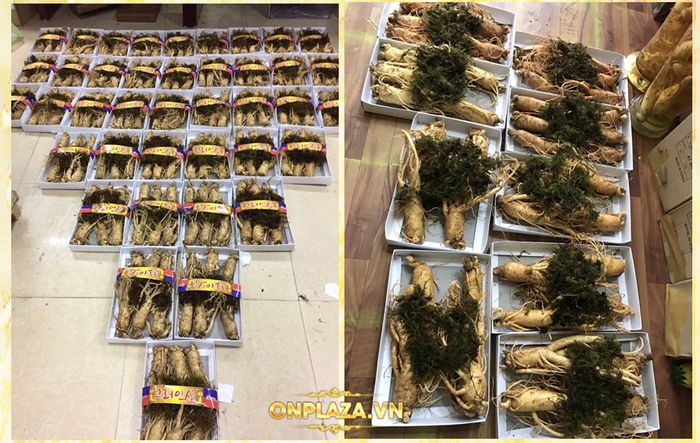 Cận cảnh quy trình khai thác sâm tươi Hàn Quốc 7