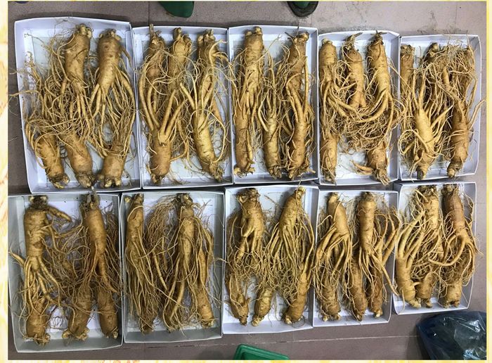 Cận cảnh quy trình khai thác sâm tươi Hàn Quốc 8