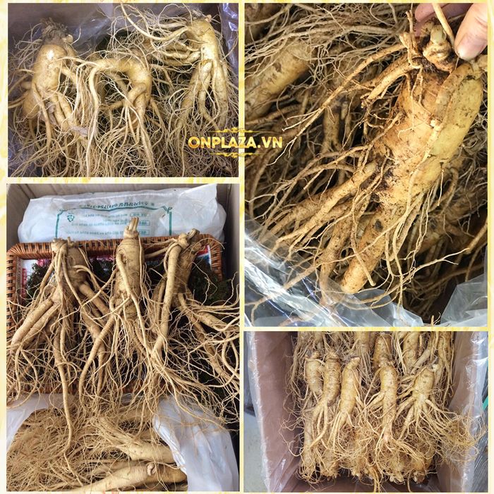 Cận cảnh quy trình khai thác sâm tươi Hàn Quốc 9