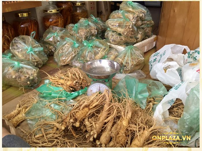 Cận cảnh quy trình khai thác sâm tươi Hàn Quốc 10